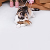 Cây cần câu mèo bằng gỗ xudapet giao mẫu ngẫu nhiên - sp005221 - ảnh sản phẩm 10