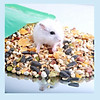 Thức ăn ngũ cốc hỗn hợp cho hamster 500gr rau củ quả tăng cường dinh dưỡng - ảnh sản phẩm 5
