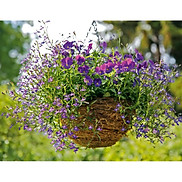 50hạt hoa Cuc Lobelia Mix - Hoa Thúy điệp