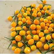 Hạt giống ớt Peru Charapita đắt nhất thế giới, gói 5 quả tươi 30 hạt