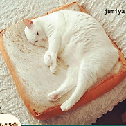 nệm nằm chó mèo hình lát bánh mì sanwich 45cm có khóa kéo