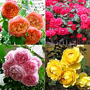 Hạt giống hoa hồng leo Pháp nhiều màu gói 55-60 hạt VTS05