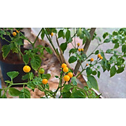 Cây giống ớt siêu cay Peru Aji Charapita siêu sớm cây tốt