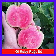CÂY ỔI RUBY RUỘT ĐỎ KHÔNG HẠT - cây ăn quả + Tặng phân bón cho cây
