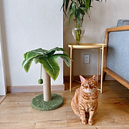Cào móng hình cây dừa cho mèo