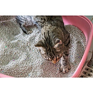 Cát vệ sinh cho mèo Snowbell Cát mèo vệ sinh khử mùi diệt khuẩn BENTONITE