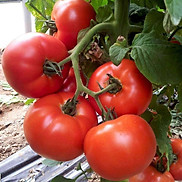 Hạt giống cà chua chịu nhiệt F1 kháng bệnh quả to VTS15