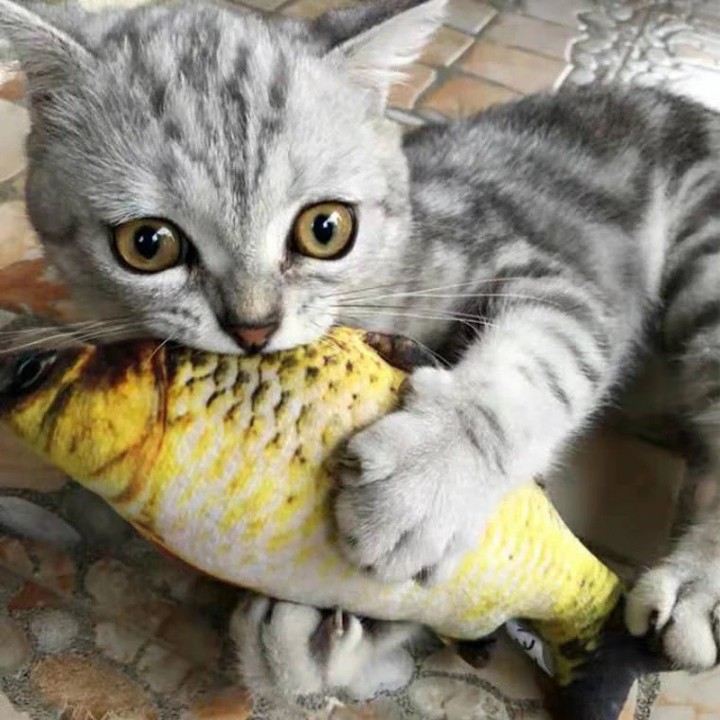 cá 3d đồ chơi cho mèo nhồi bông ngộ nghĩnh, kích thước 20cm, giao mẫu ngẫu nhiên - sp000316 4