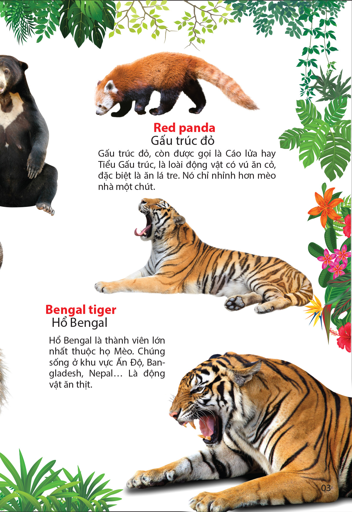 thế giới động vật trong rừng nhiệt đới 2